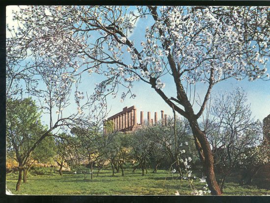 mandorlo in fiore al tempio di giunone