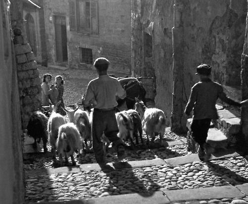 Agrigento 1951 Un Pastore Nelle Vie Del Centro Storico