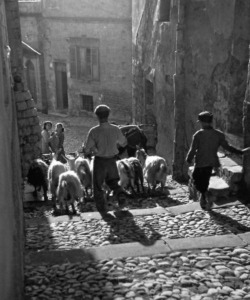 Agrigento 1951 Un Pastore Nelle Vie Del Centro Storico